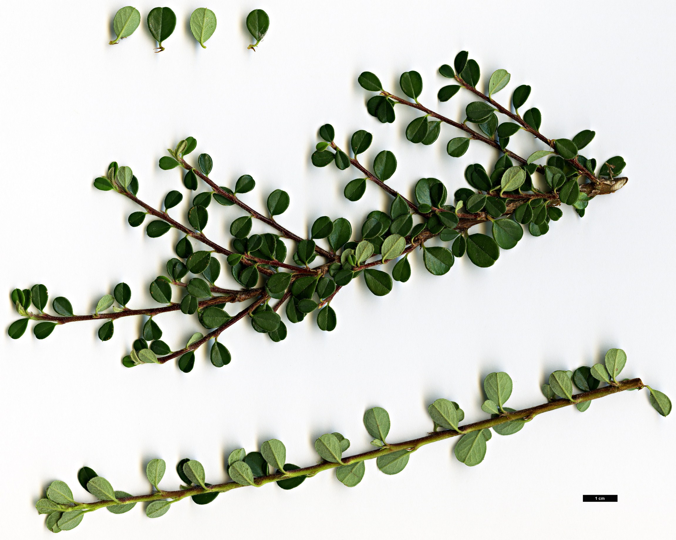 High resolution image: Family: Rosaceae - Genus: Cotoneaster - Taxon: micropyllus